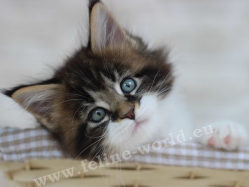 maine_coon_33 (Race)